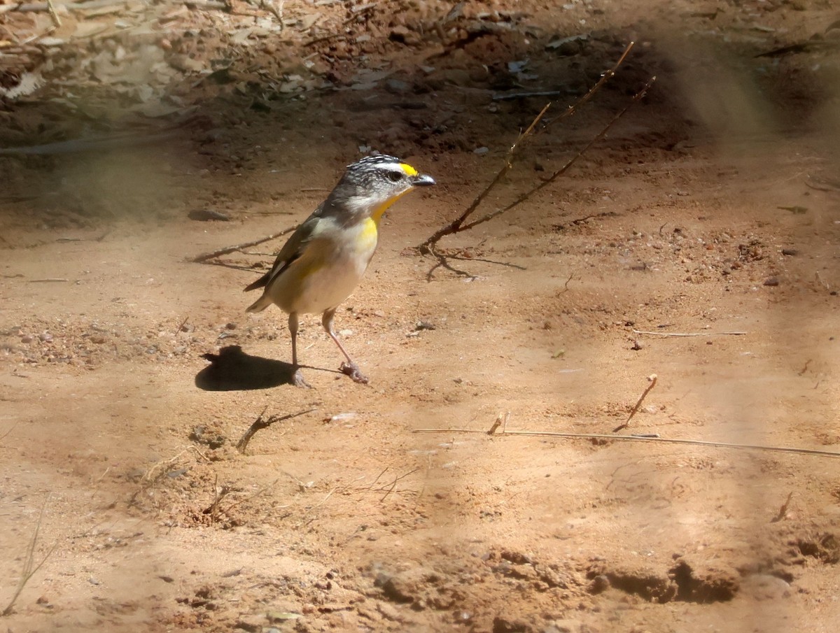 Striated Pardalote - ML641095012