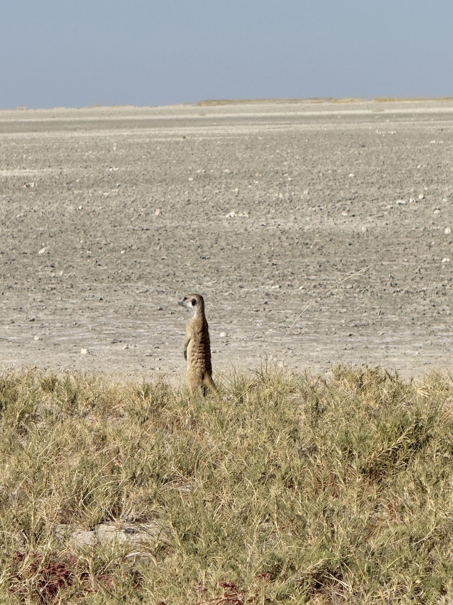 בעלי חיים - ML641095015