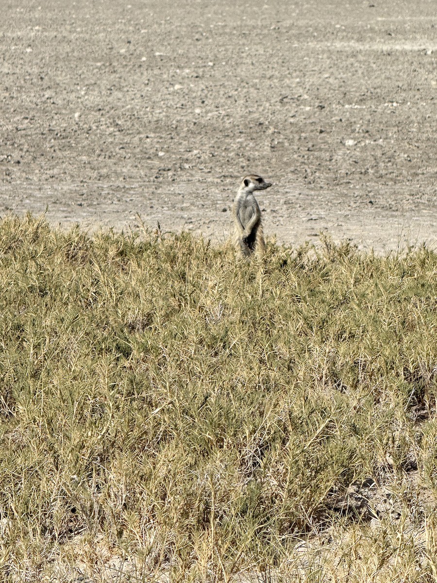 בעלי חיים - ML641095016