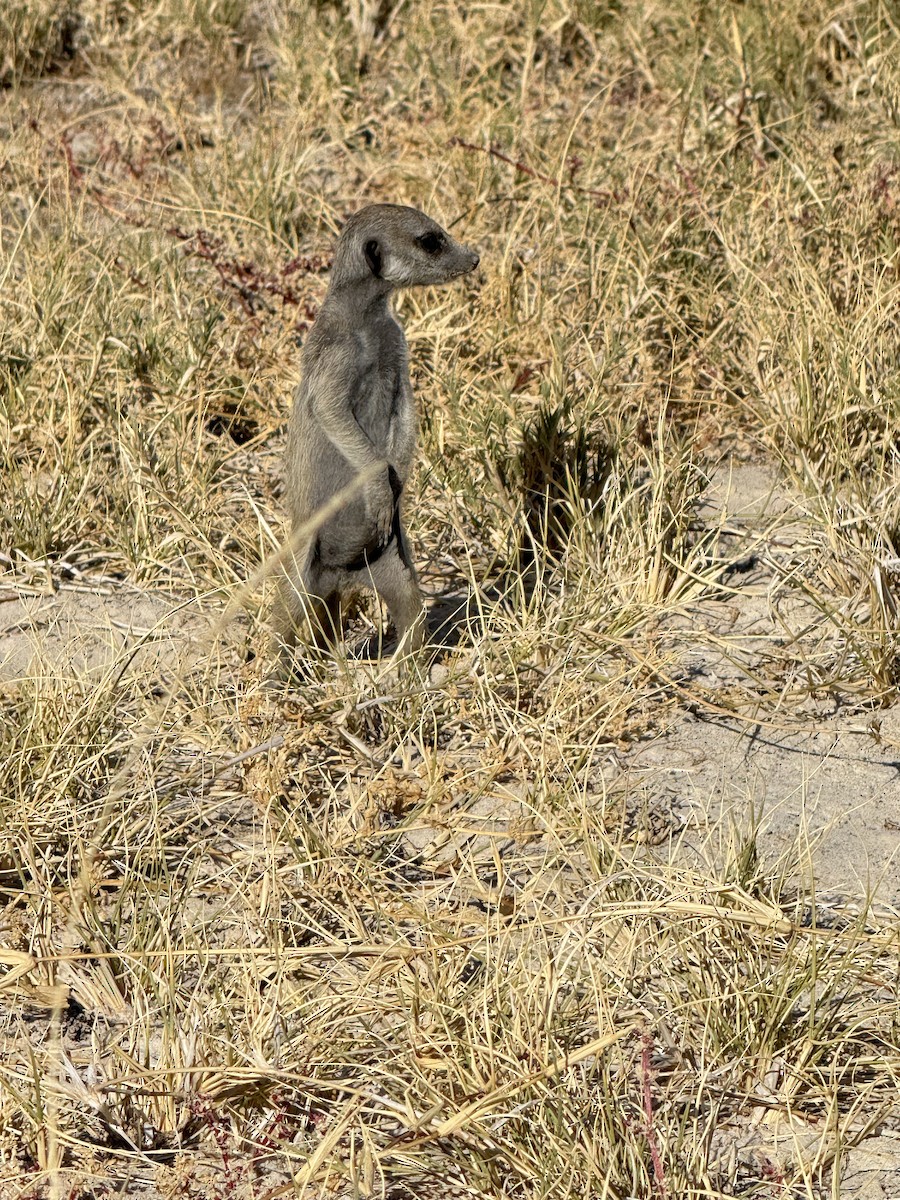 בעלי חיים - ML641095017