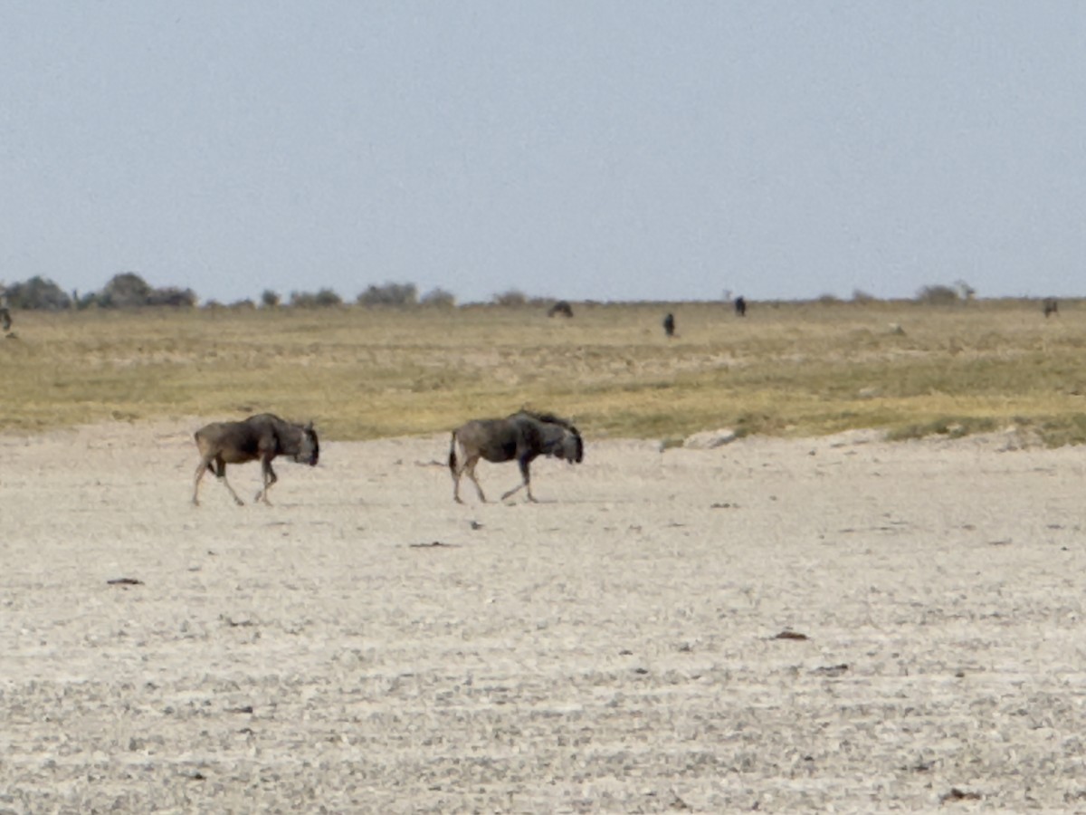 בעלי חיים - ML641095029