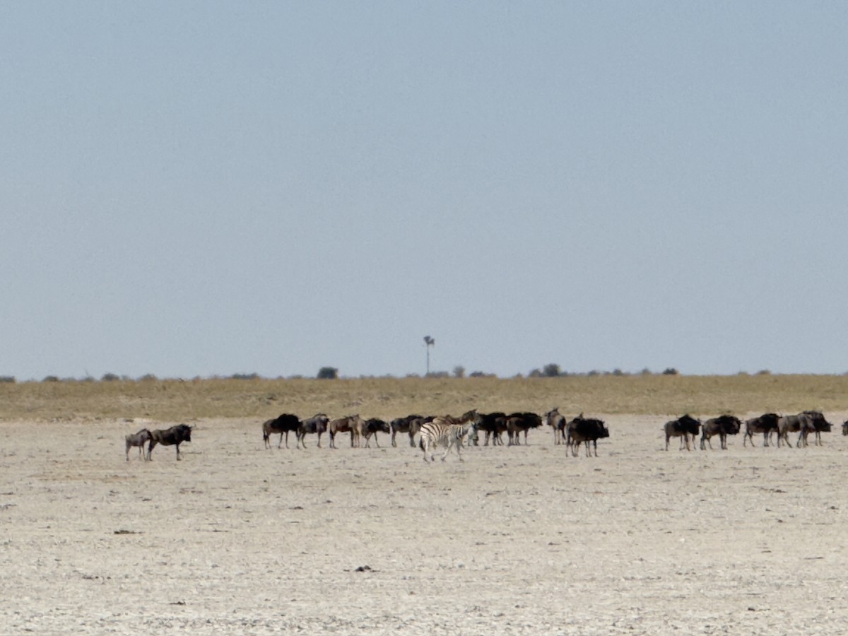 בעלי חיים - ML641095030