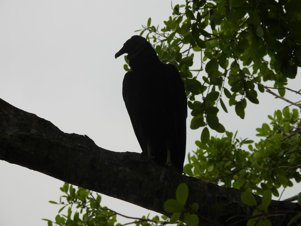Black Vulture - ML641095032