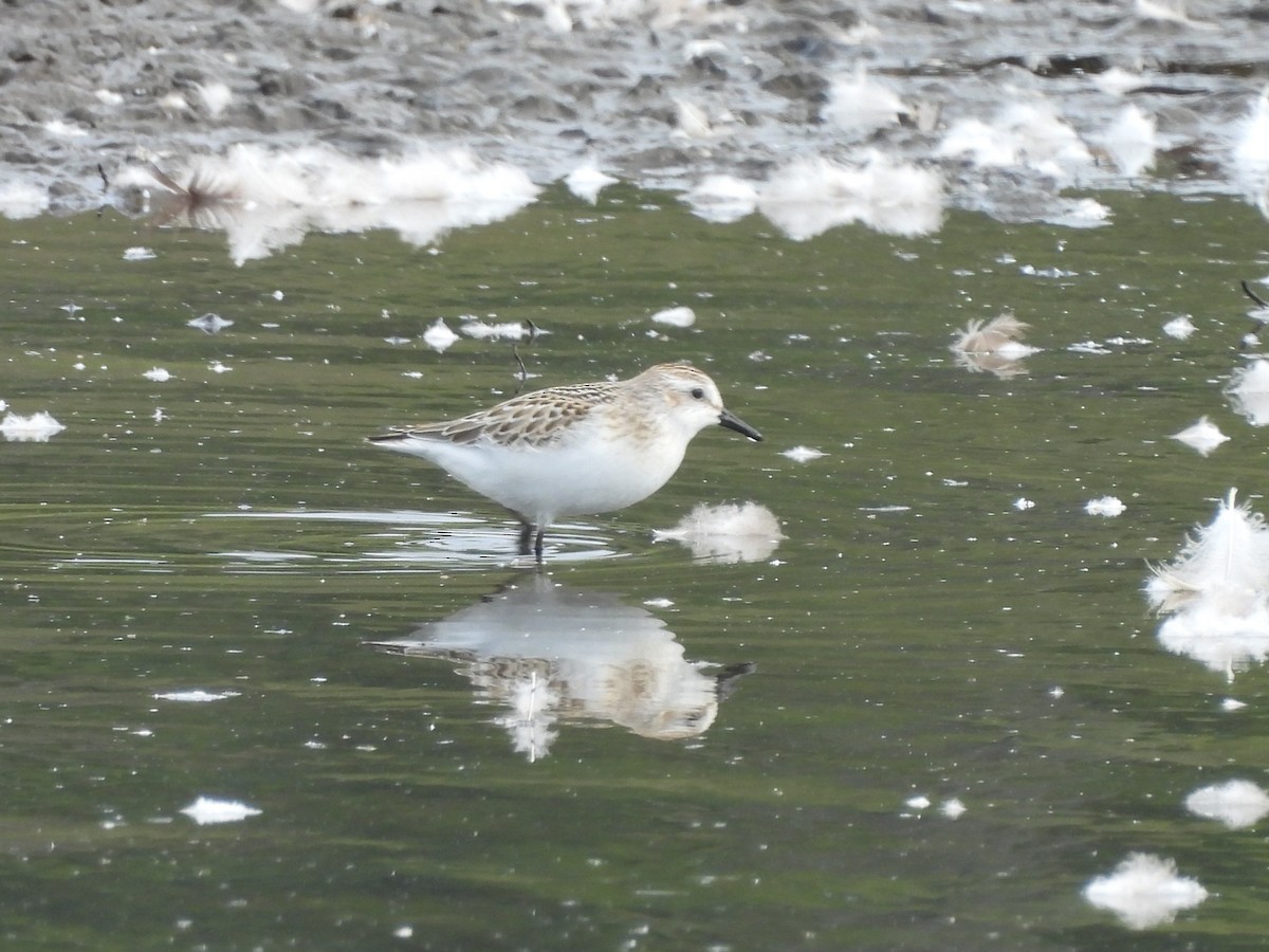 Semipalmated Sandpiper - ML641095045