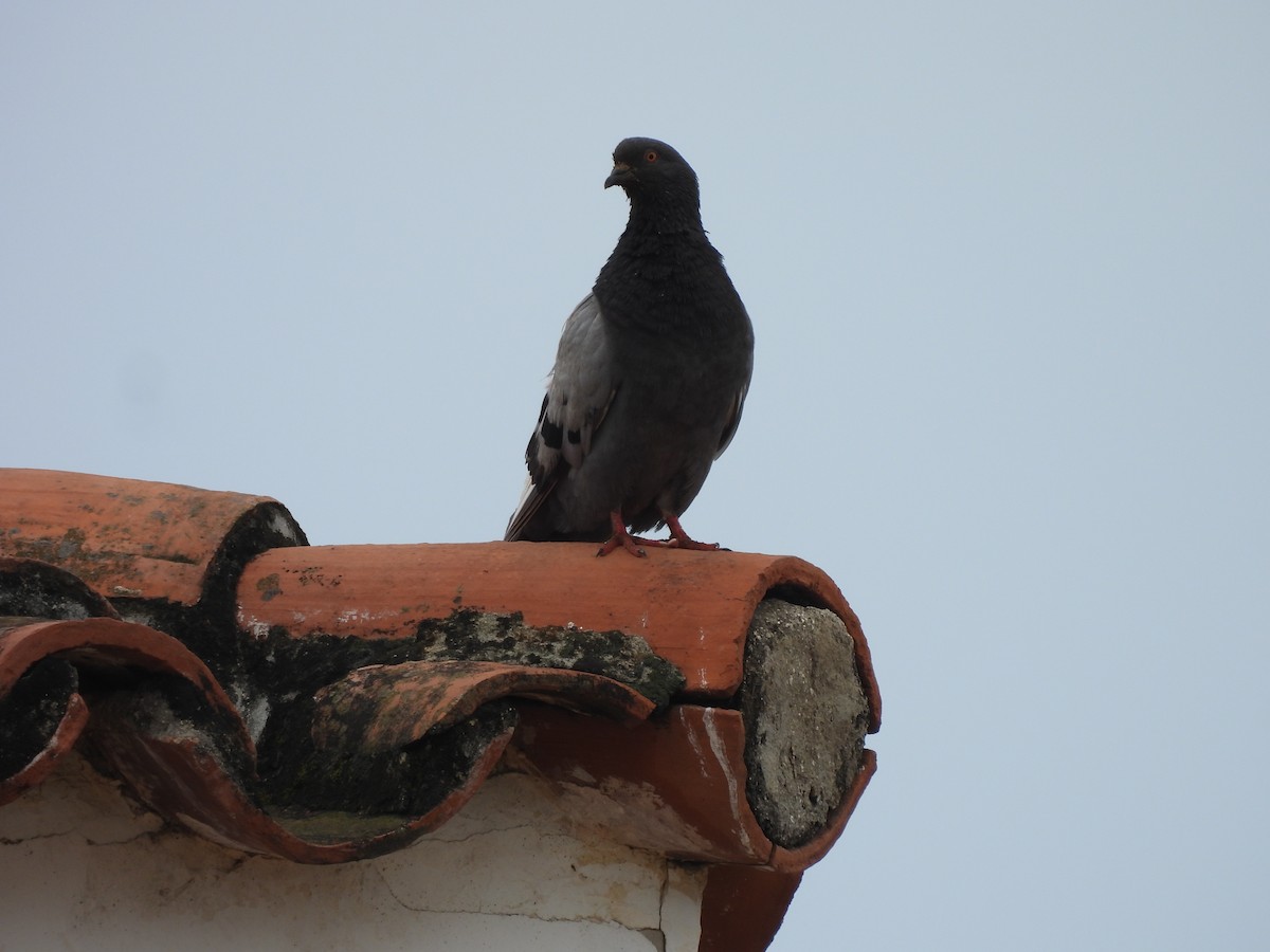 Rock Pigeon (Feral Pigeon) - ML641095054