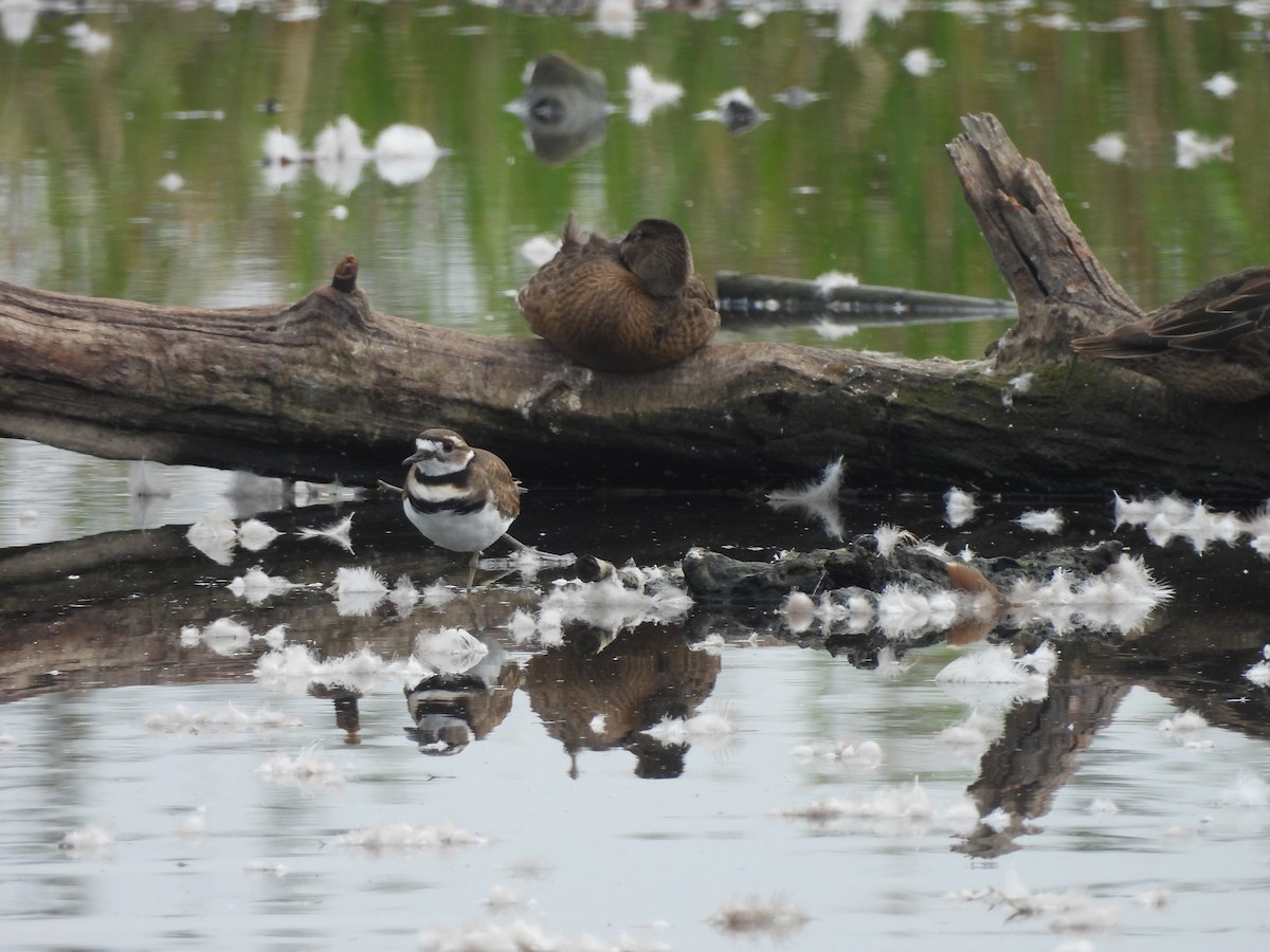Killdeer - ML641095057