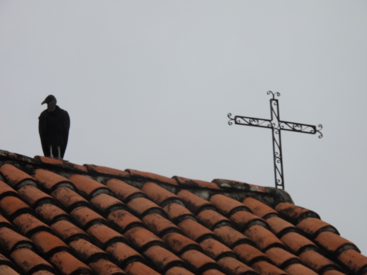 Black Vulture - ML641095071
