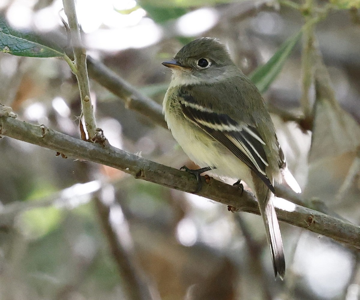Least Flycatcher - ML641095077