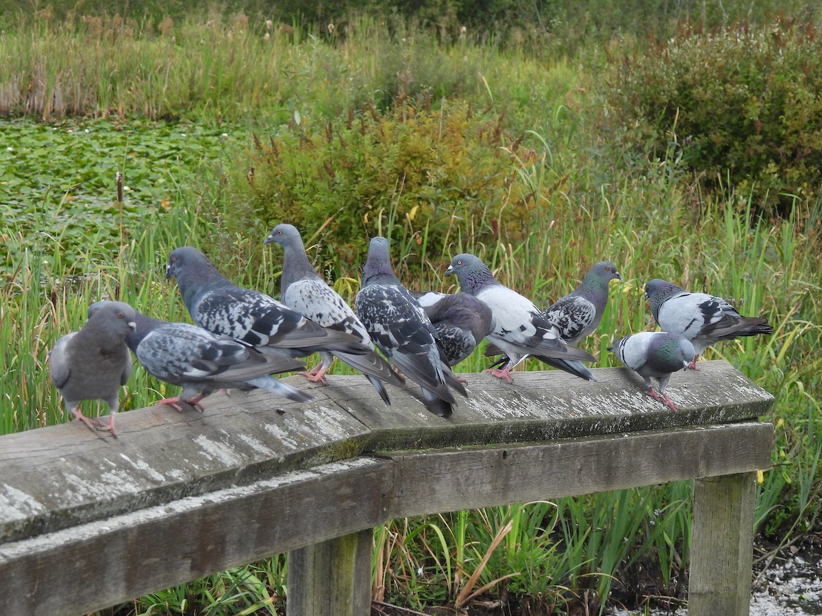 Rock Pigeon (Feral Pigeon) - ML641095082
