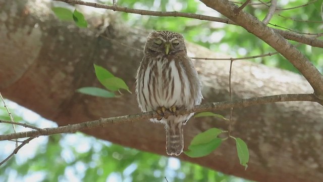 Ferruginous Pygmy-Owl - ML641095086