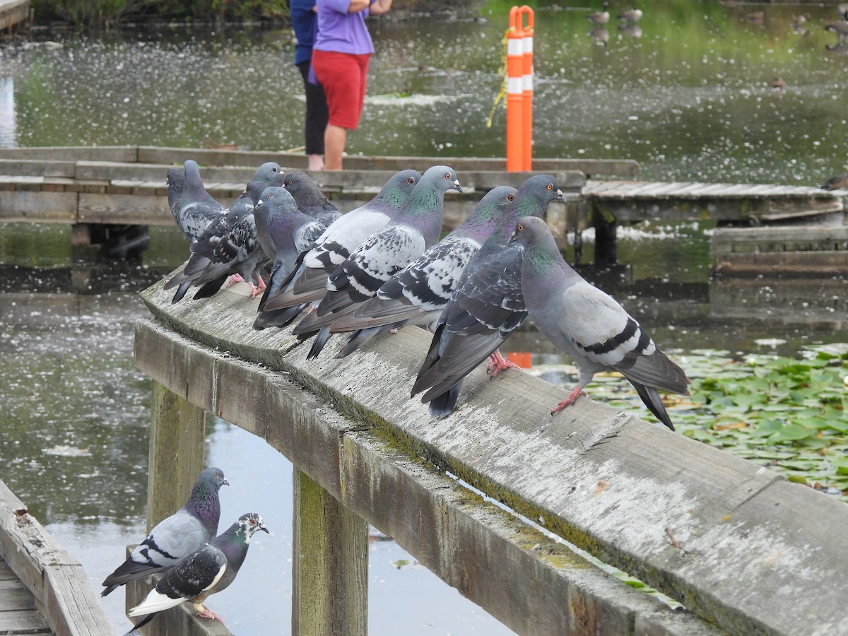Rock Pigeon (Feral Pigeon) - ML641095088