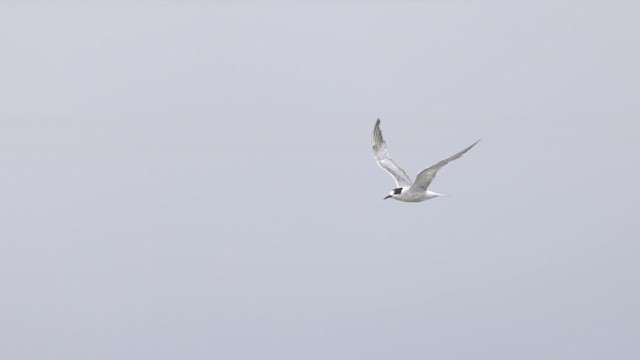 Common Tern - ML641095110
