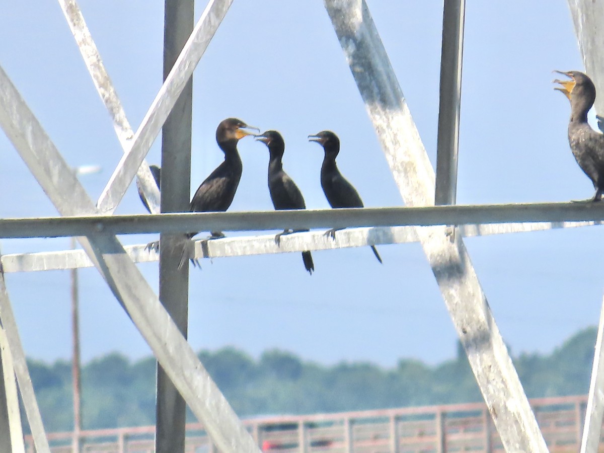 Neotropic Cormorant - ML641095134
