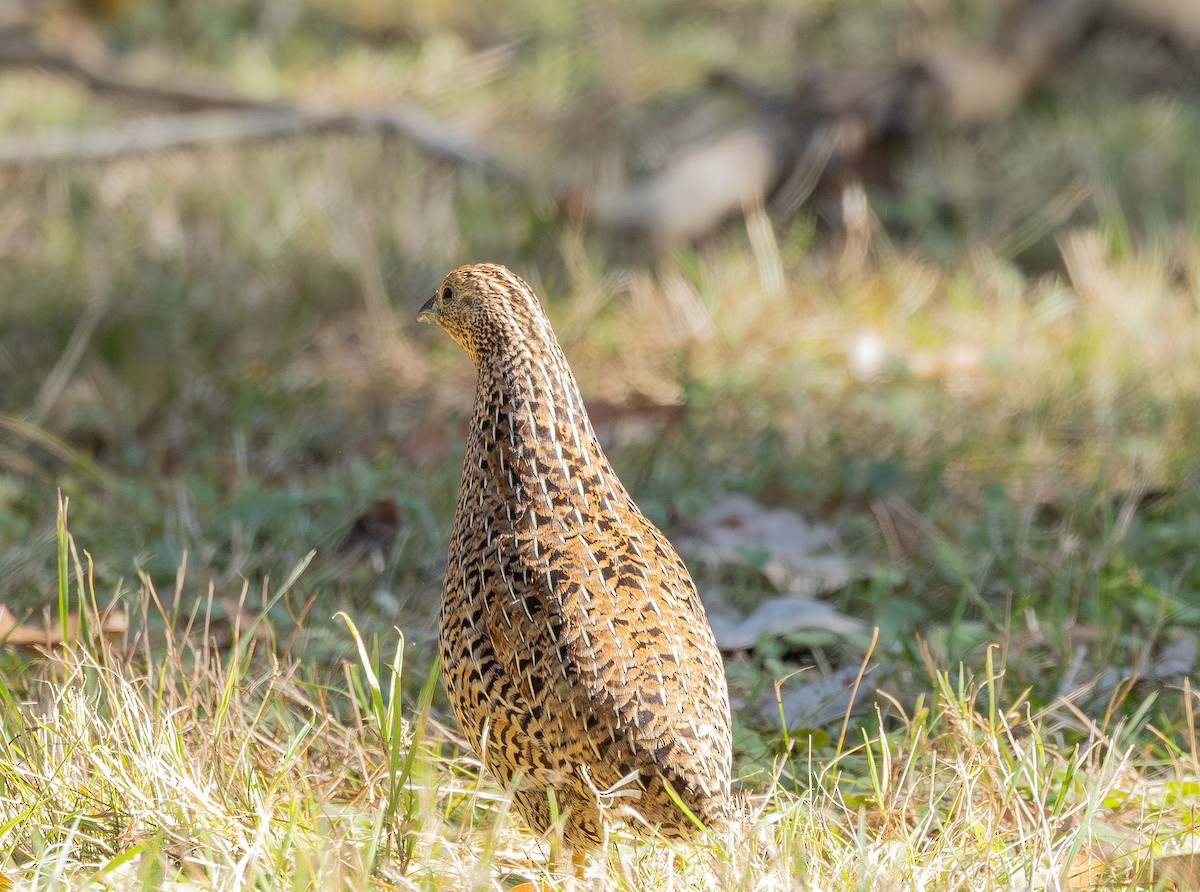 Tasmanienwachtel - ML641095142