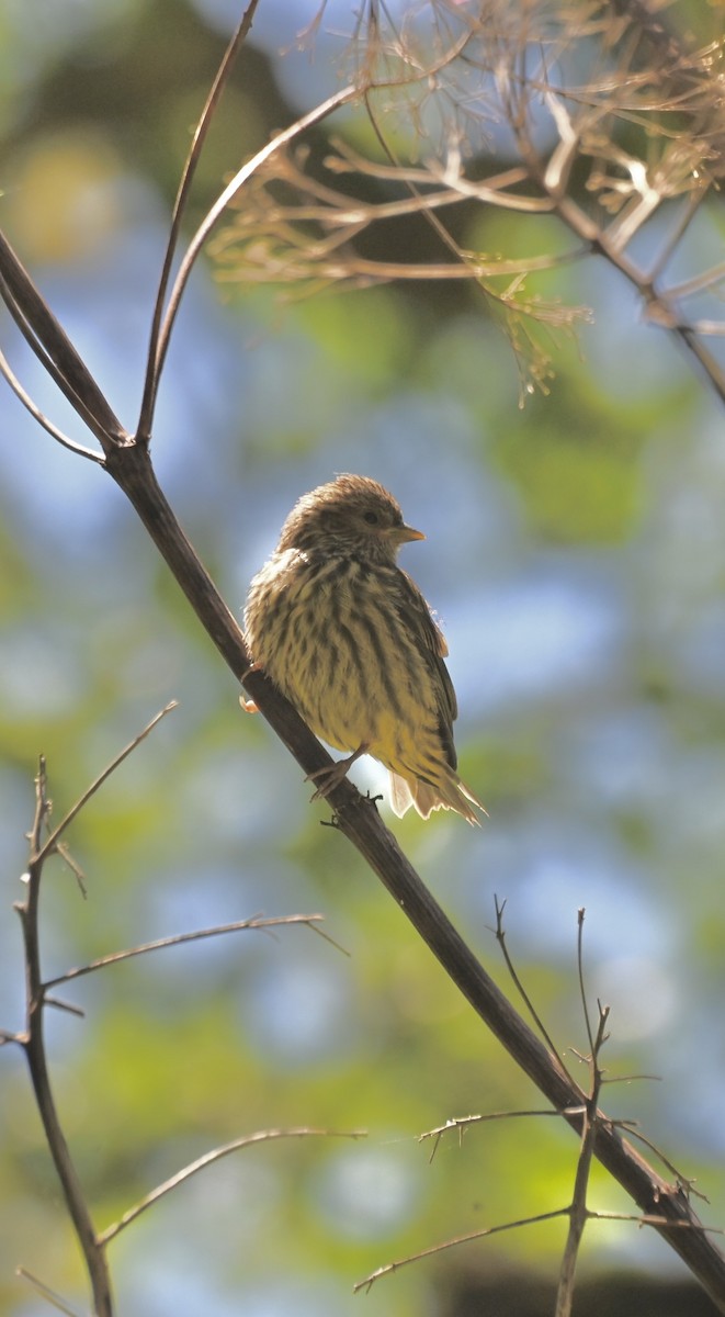 Chipping Sparrow - ML641095143