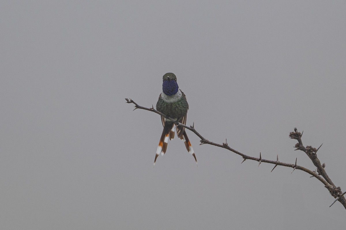 Sparkling-tailed Hummingbird - ML641095157