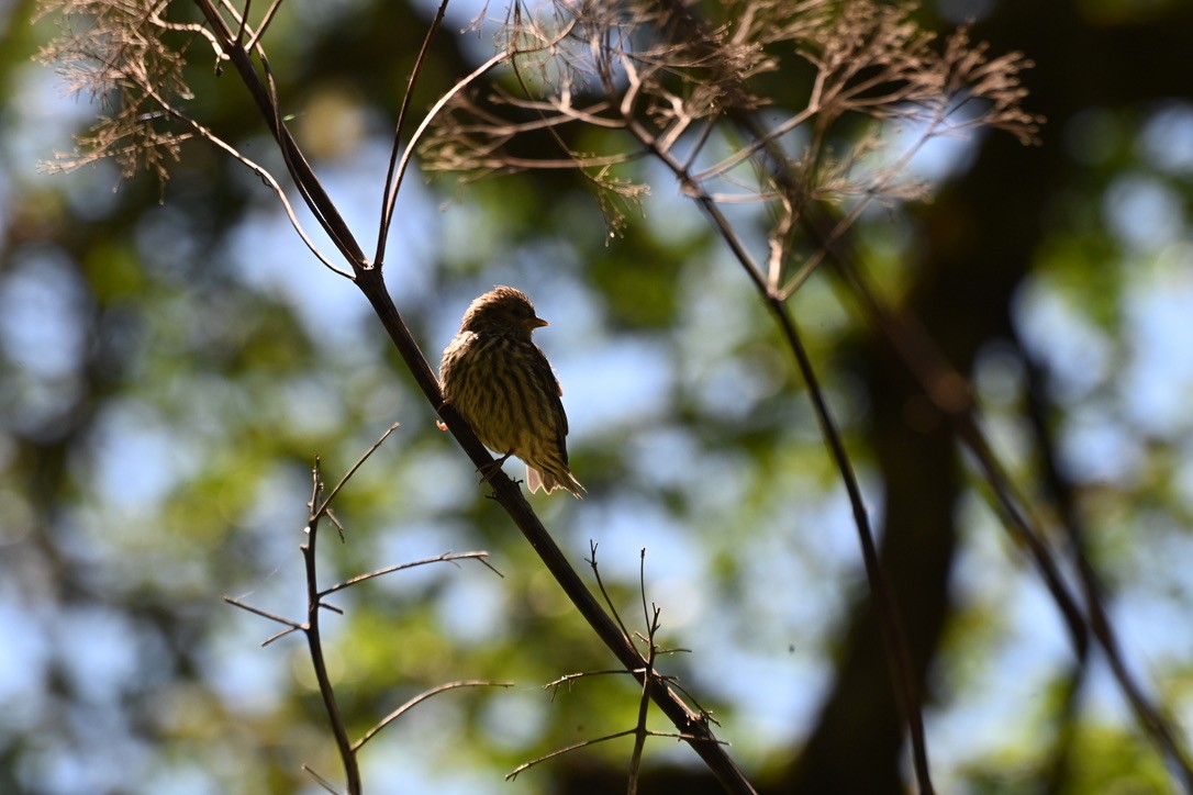 Chipping Sparrow - ML641095158
