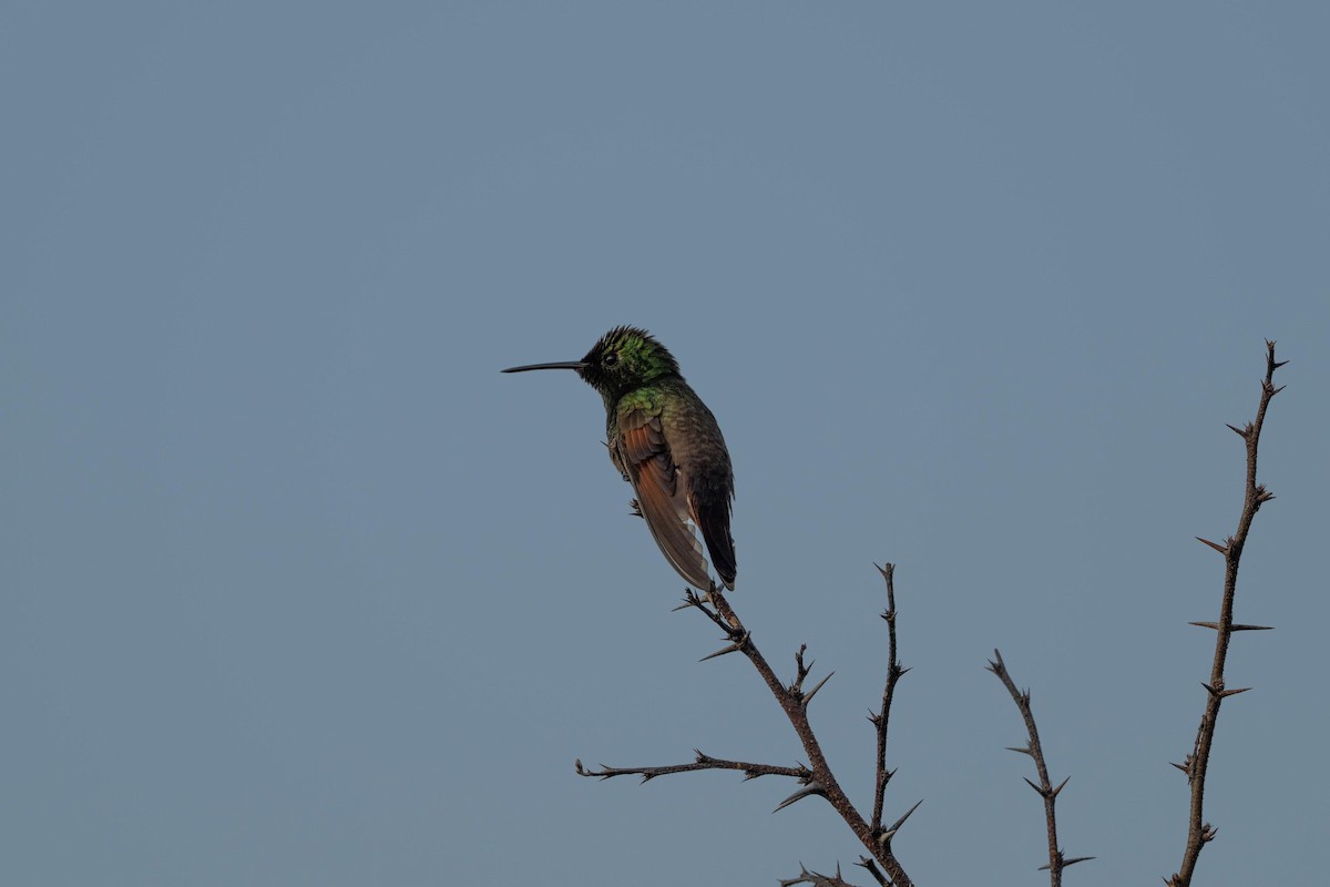 Berylline Hummingbird - ML641095163
