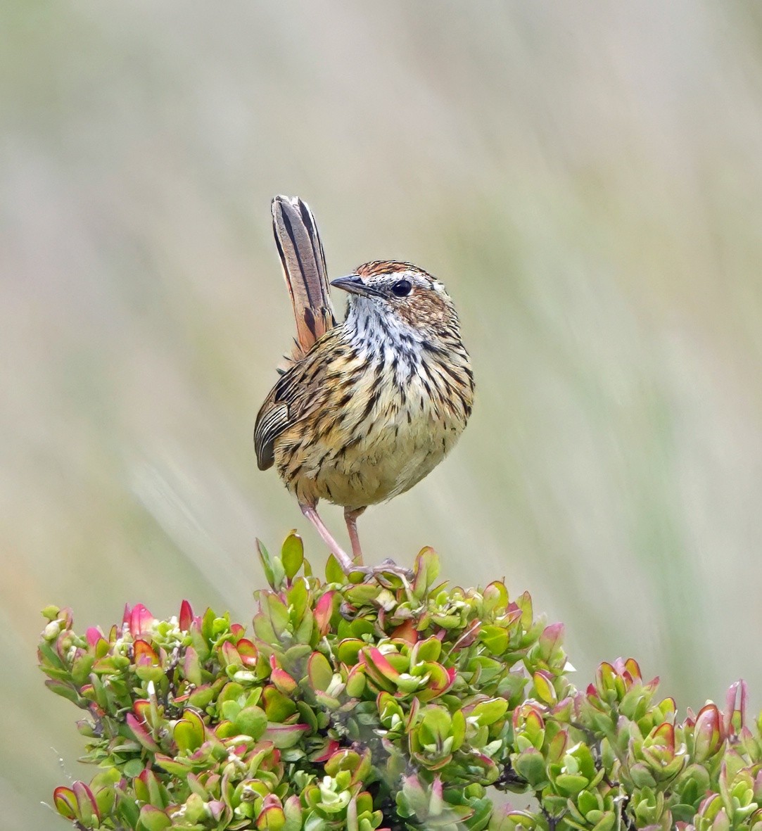 Striated Fieldwren - ML641095169