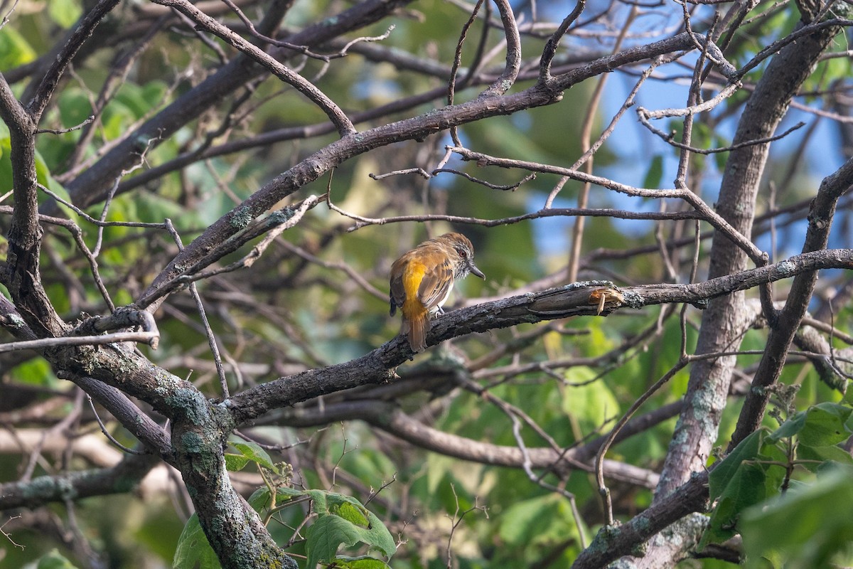 Bright-rumped Attila - ML641095175