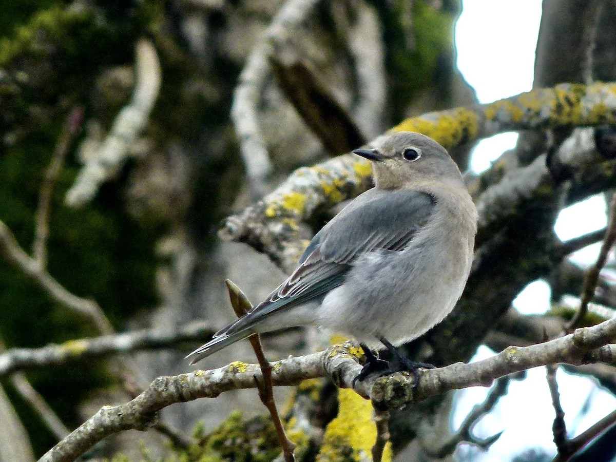 Mountain Bluebird - ML641095185