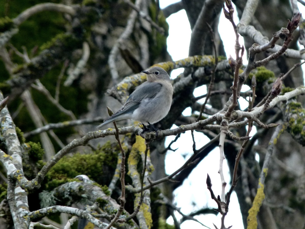 Mountain Bluebird - ML641095188