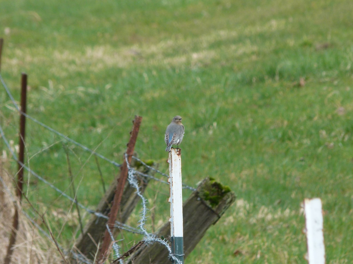 Mountain Bluebird - ML641095190