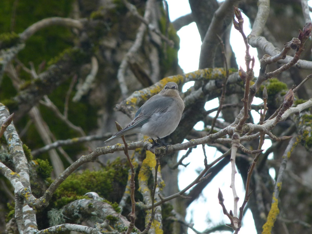 Mountain Bluebird - ML641095192
