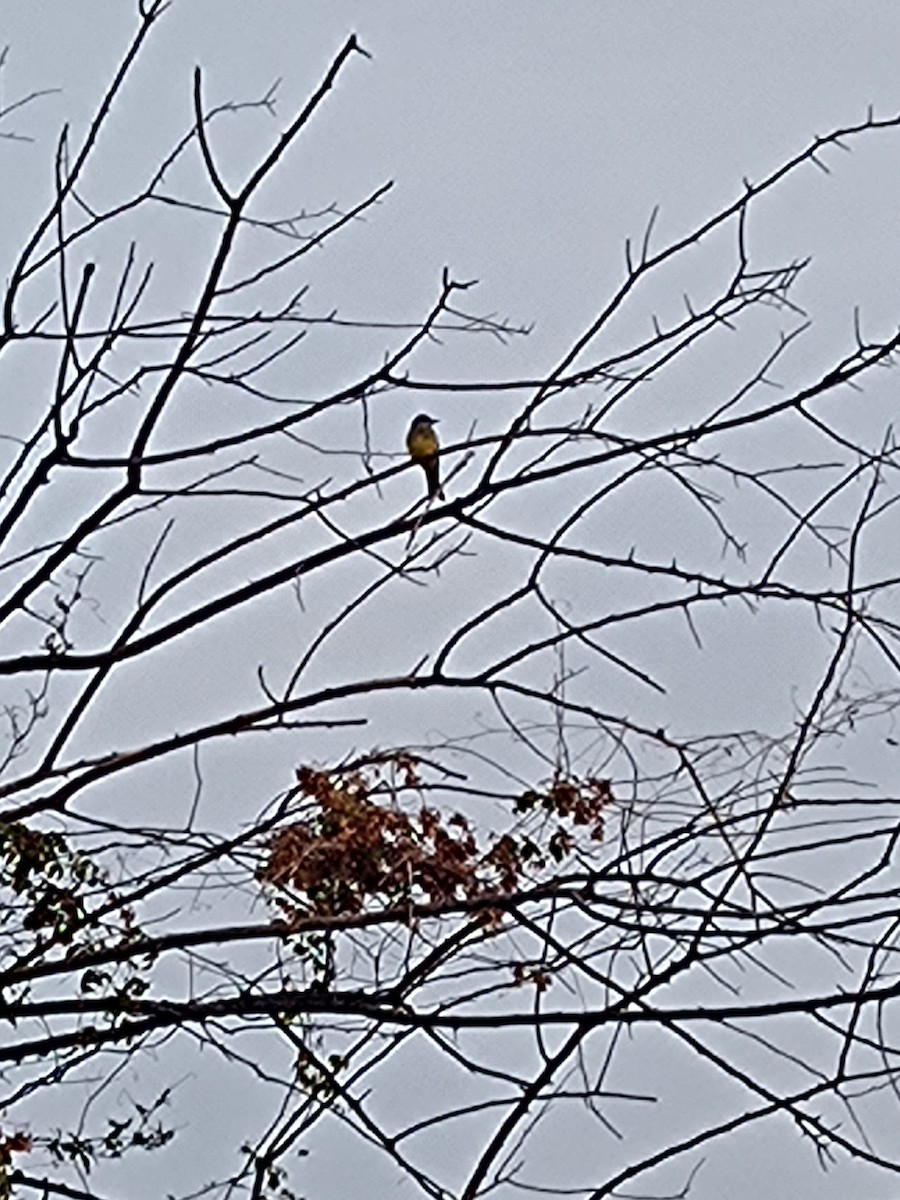 Tropical Kingbird - ML641095221