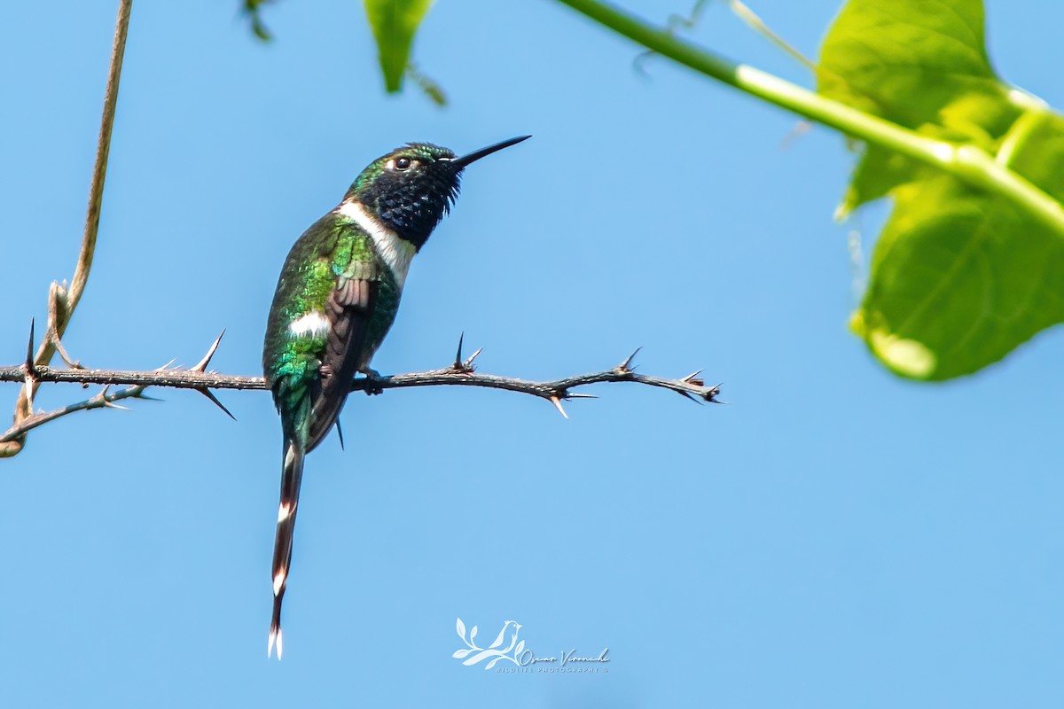 Sparkling-tailed Hummingbird - ML641095234