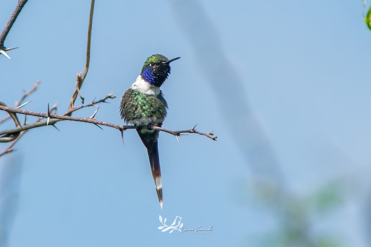 Sparkling-tailed Hummingbird - ML641095235