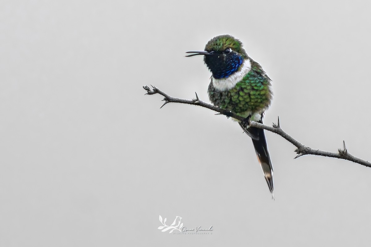 Sparkling-tailed Hummingbird - ML641095236