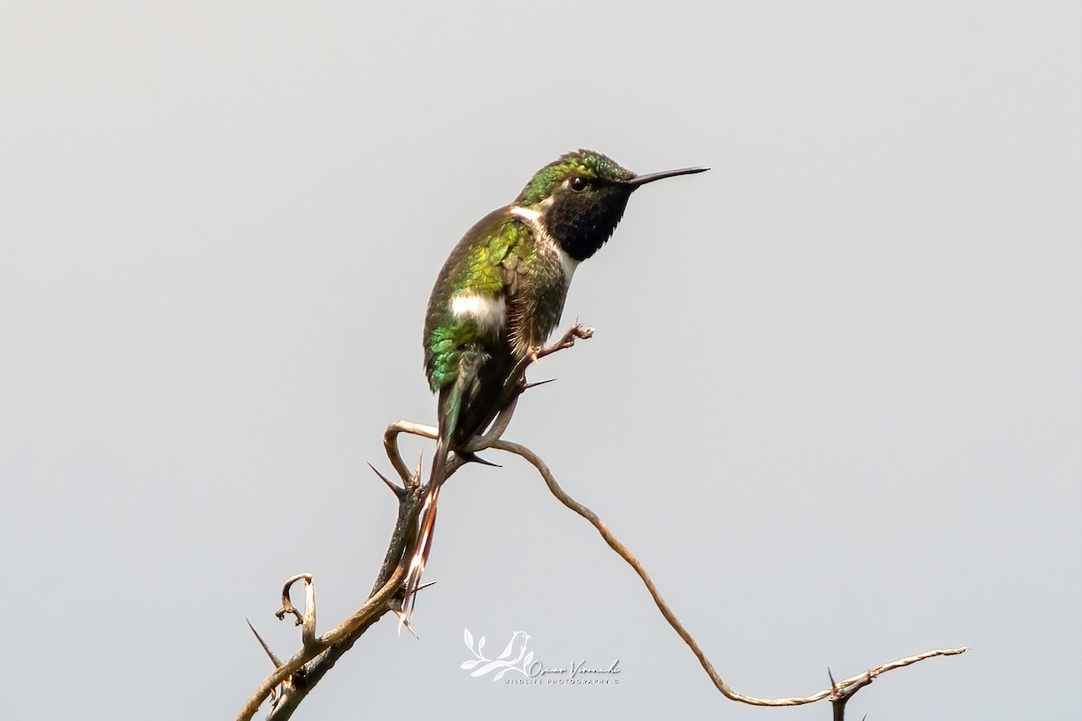 Sparkling-tailed Hummingbird - ML641095237