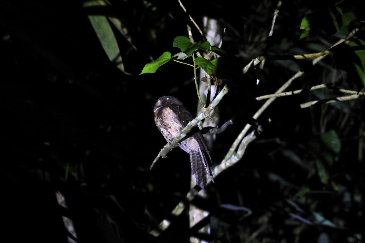 Moluccan Owlet-nightjar - ML641095240