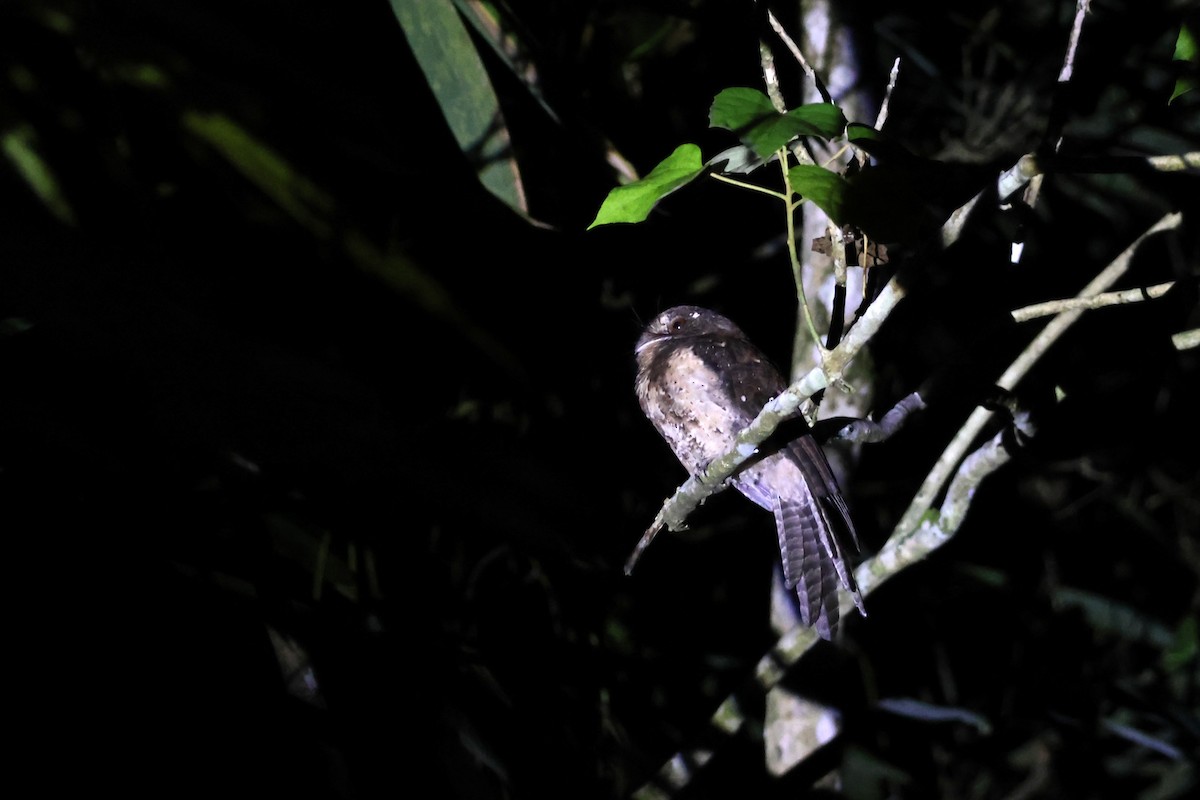 Moluccan Owlet-nightjar - ML641095241