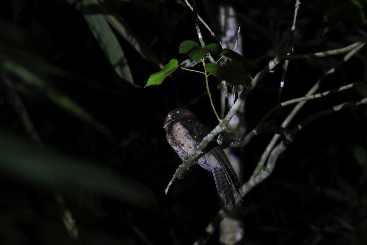 Moluccan Owlet-nightjar - ML641095242