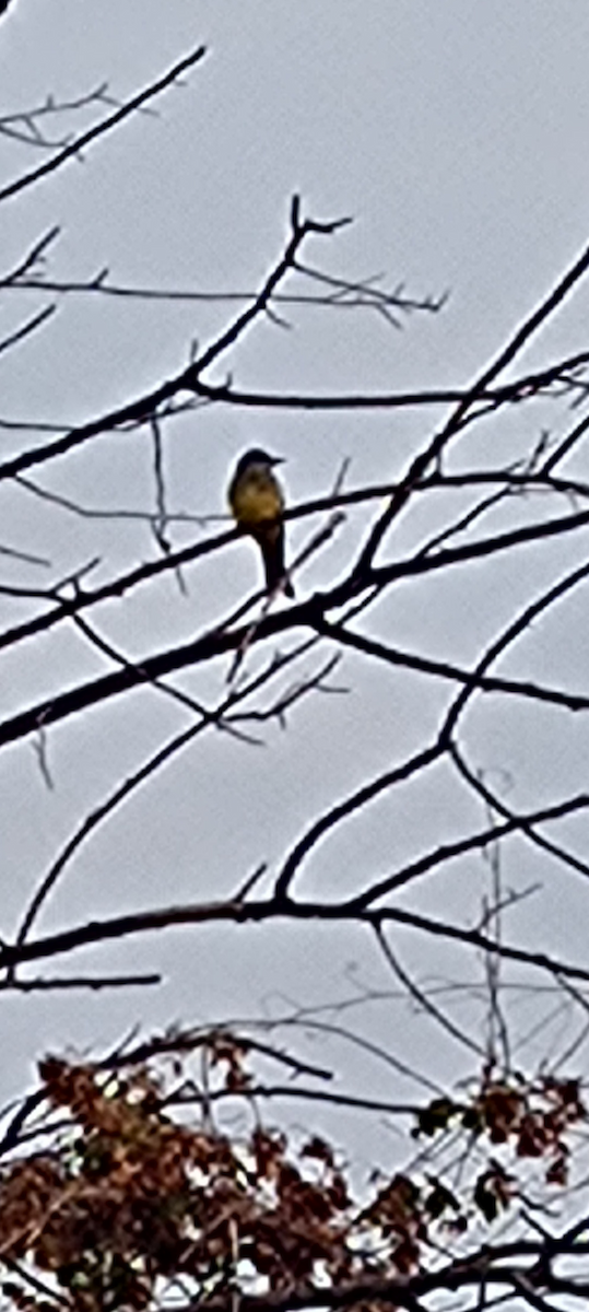 Tropical Kingbird - ML641095248