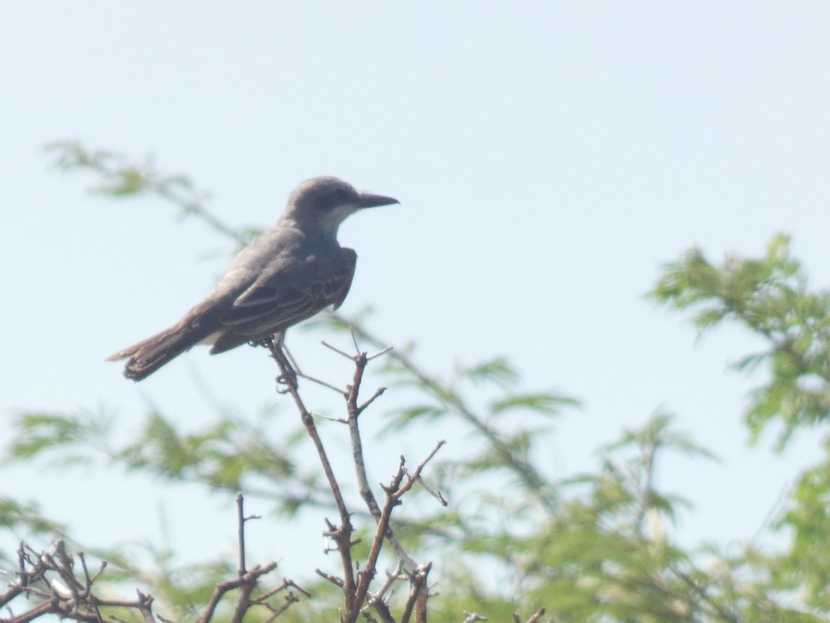 Gray Kingbird - ML641095250