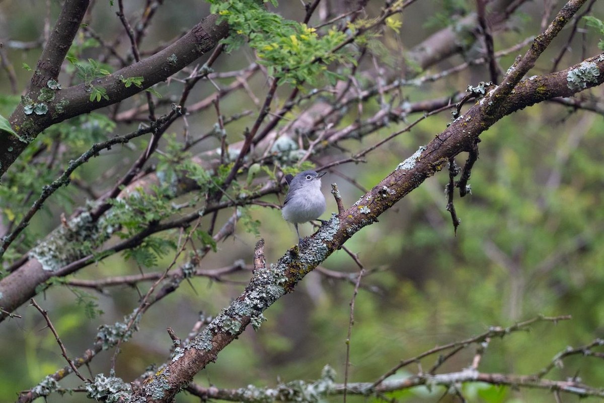 Black-capped Gnatcatcher - ML641095268