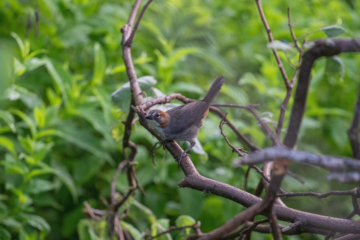 Rusty-crowned Ground-Sparrow - ML641095274