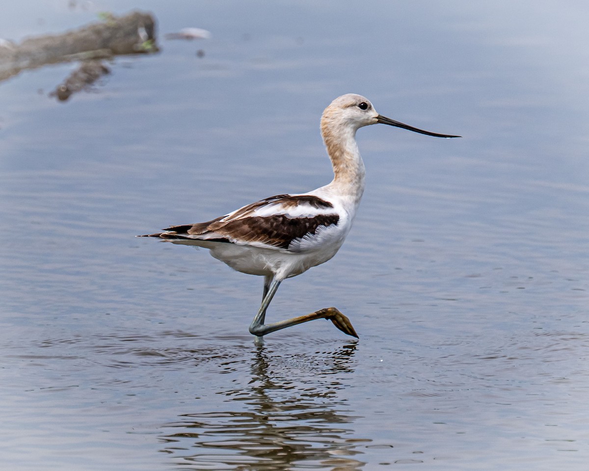 Avocette d'Amérique - ML641095309
