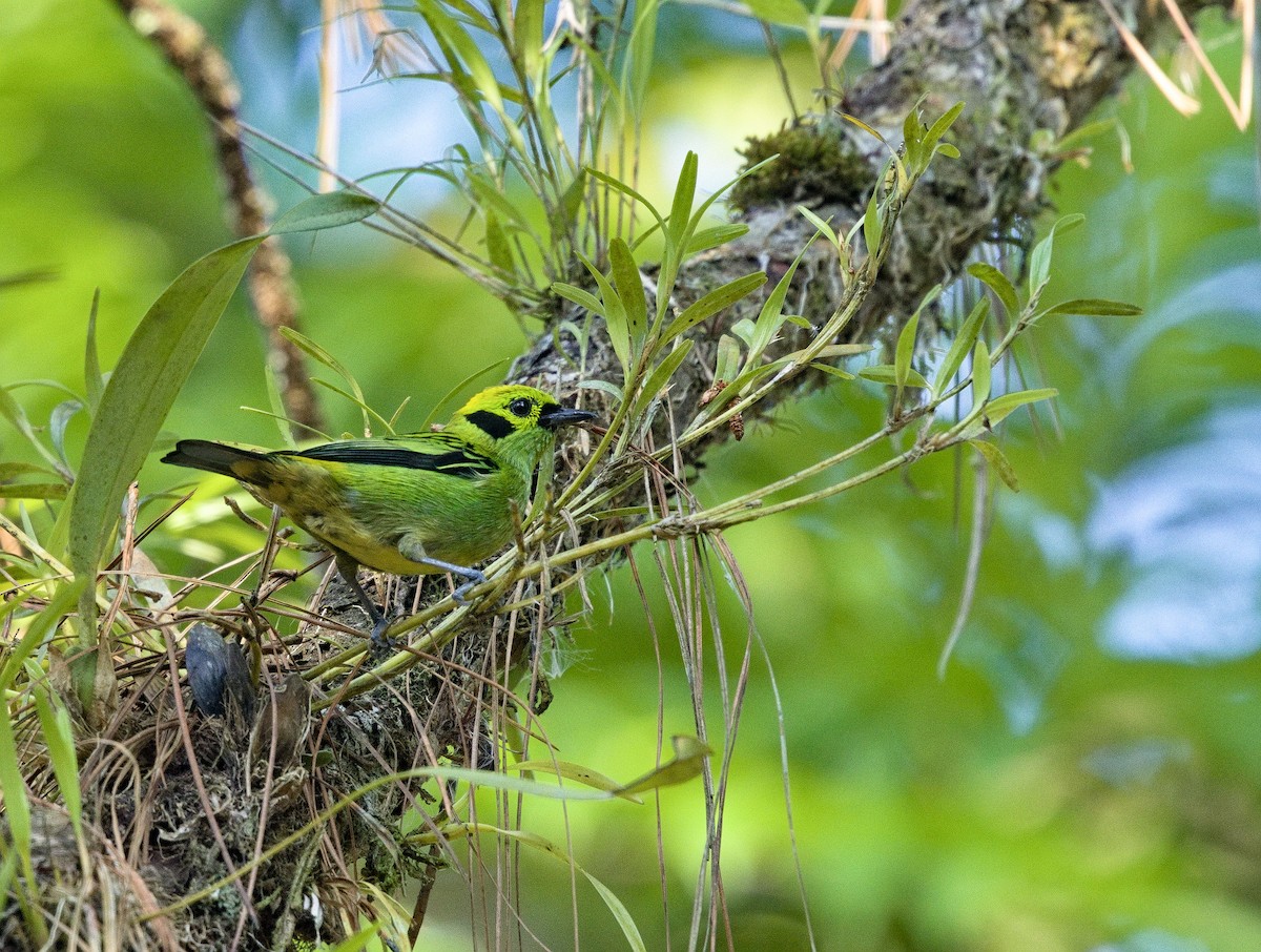 Emerald Tanager - ML641095310