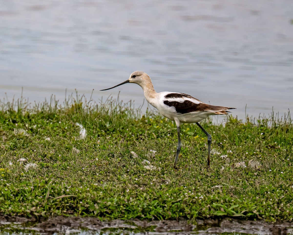 Avocette d'Amérique - ML641095311