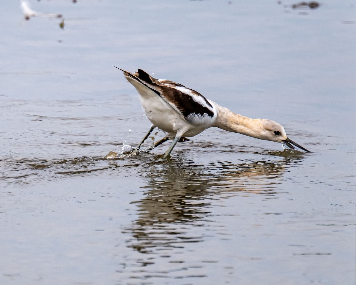 Avocette d'Amérique - ML641095315