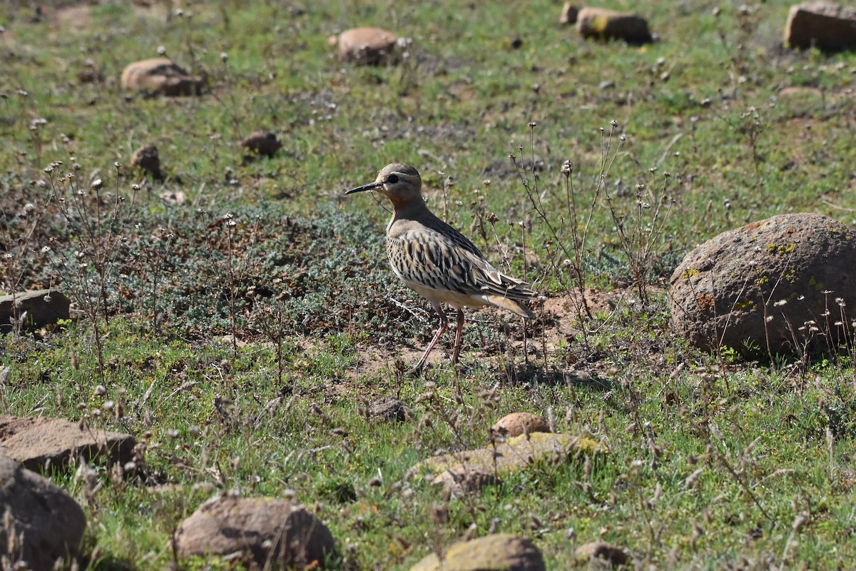 Tawny-throated Dotterel - ML641095324