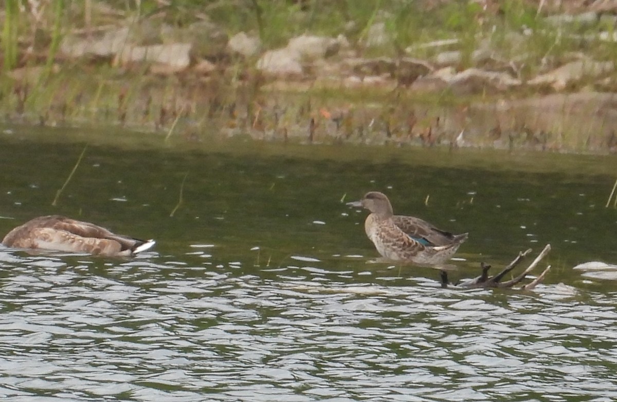 Green-winged Teal - ML641095357