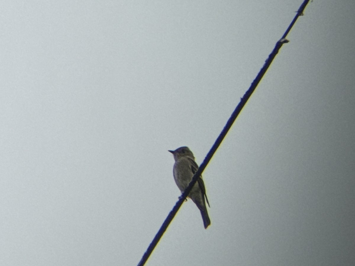 Western Wood-Pewee - ML641095379