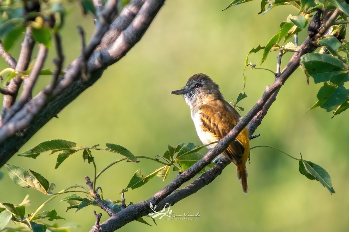 Bright-rumped Attila - ML641095418