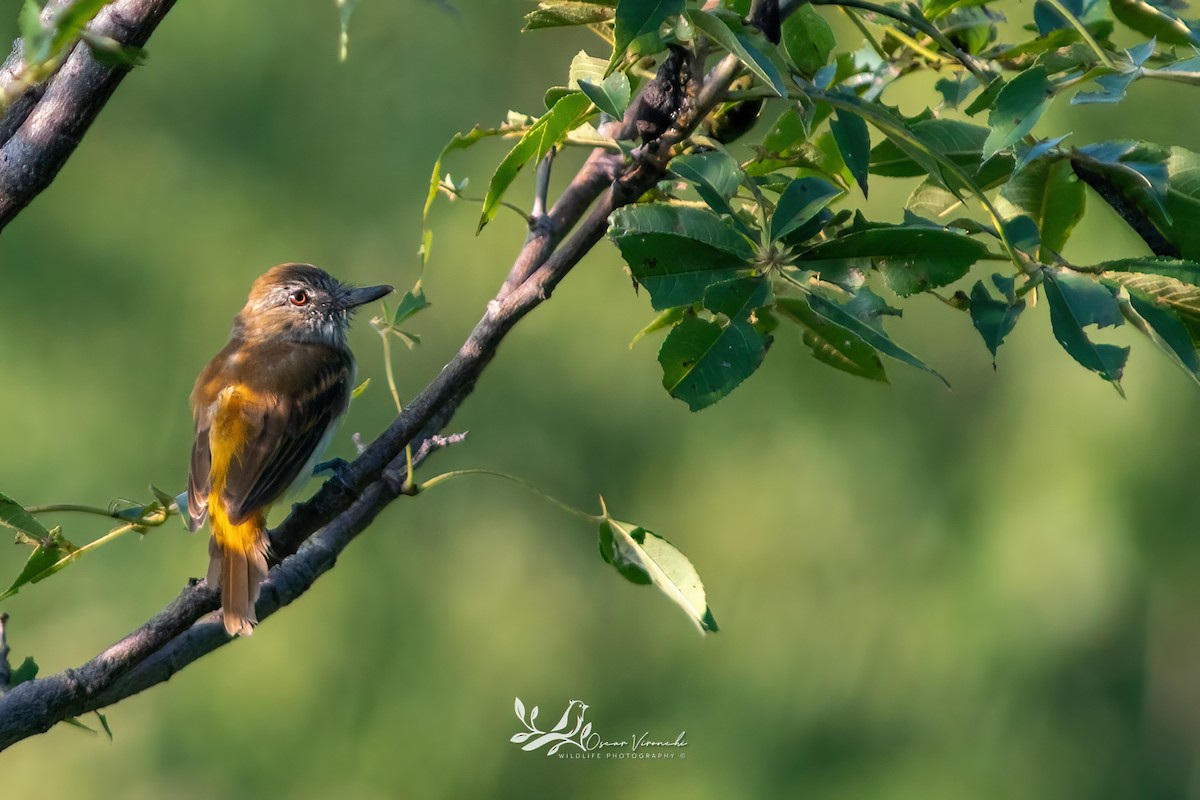 Bright-rumped Attila - ML641095420