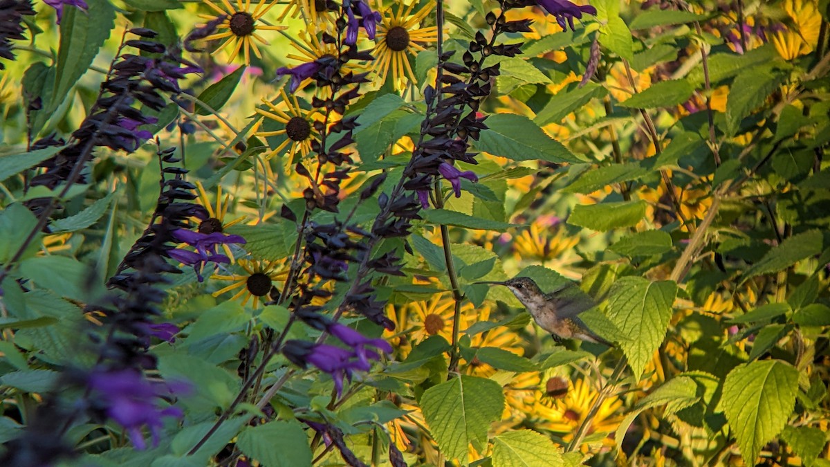 Ruby-throated Hummingbird - ML641095431